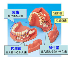 写真：乳歯と永久歯ではどう違うの？